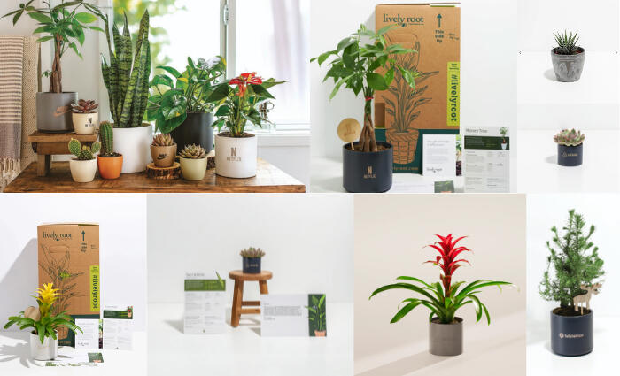 Lively Root Promo Collage Branded Plant Kits